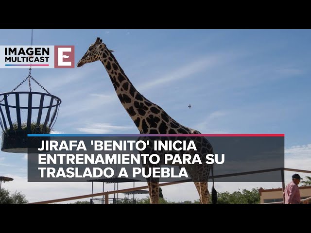 ¿Cuándo será el traslado de la jirafa Benito?