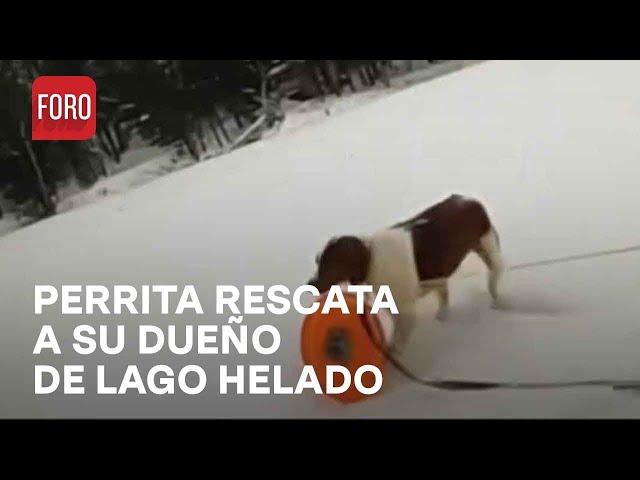 Perrita ayuda a rescatar a hombre de lago helado en Michigan, Estados Unidos - Las Noticias