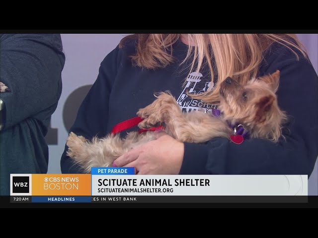 Pet Parade: Scituate Animal Shelter