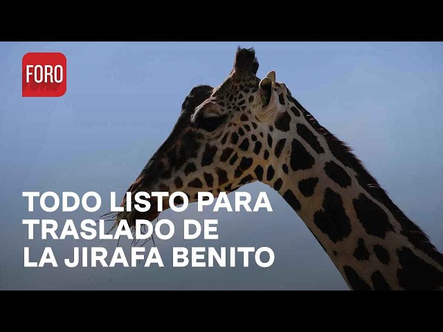 Todo listo para traslado de la jirafa Benito a santuario en Puebla - Las Noticias