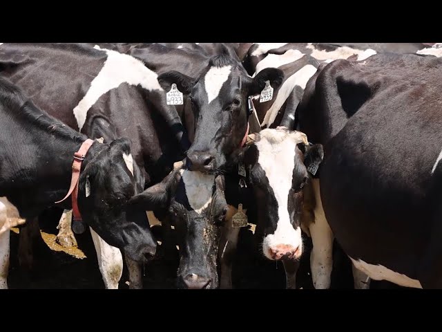 GLOBALink | Australia's dairy producers look to better explore Chinese market