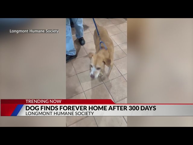 Longmont dog finds forever home after 300 days