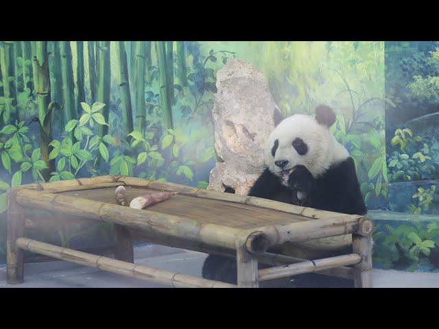 Tianjin Zoo's star pandas greet public after home renovation