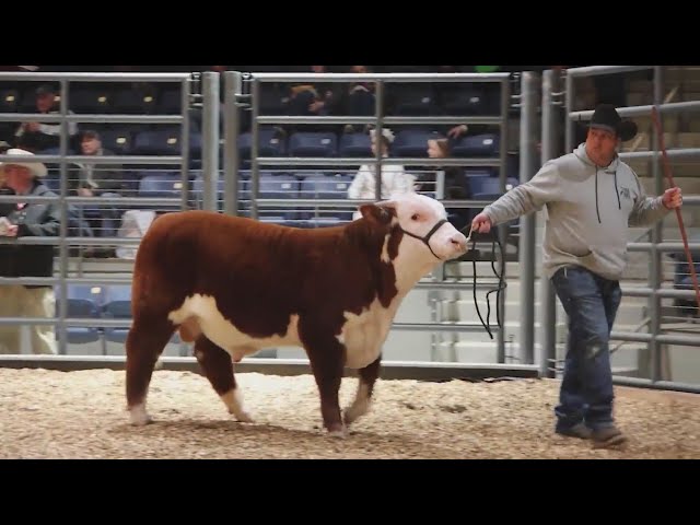 Report: Over 600K attended the stock show despite cold weather