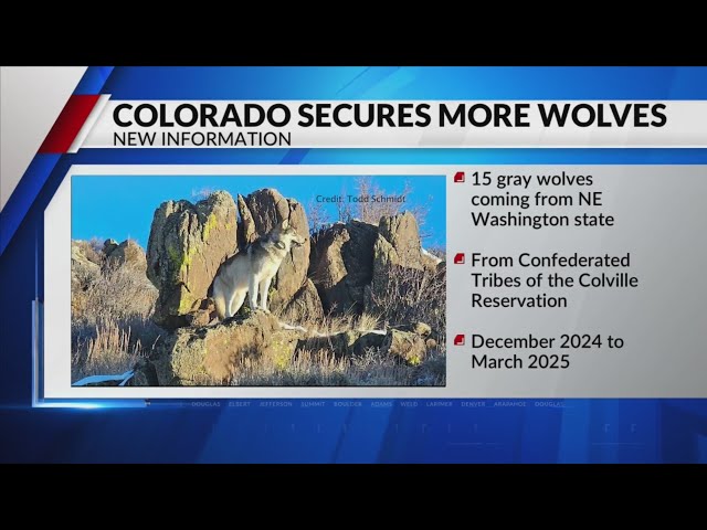 Colorado secures more wolves