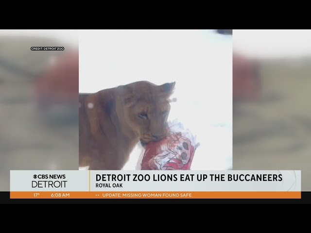 Lions feast on Tampa Bay Buccaneers merch at Detroit Zoo