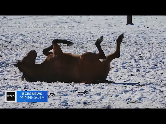 This Tennessee horse isn’t saying “Wil-brrr” about the snow!