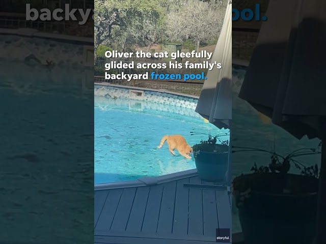 Curious cat gleefully glides across a frozen pool #Shorts