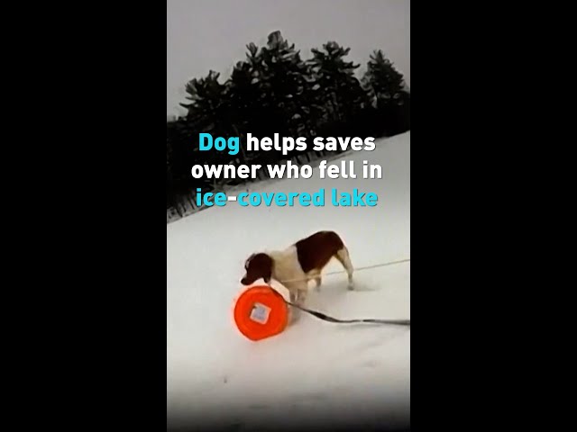 Watch this dog help save its owner who fell into an ice-covered lake