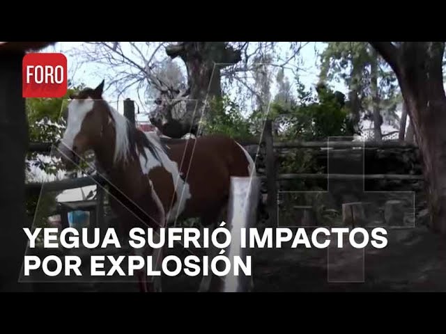 Explosión de pirotecnia en San Andrés Mixquic deja una yegua herida - Paralelo 23