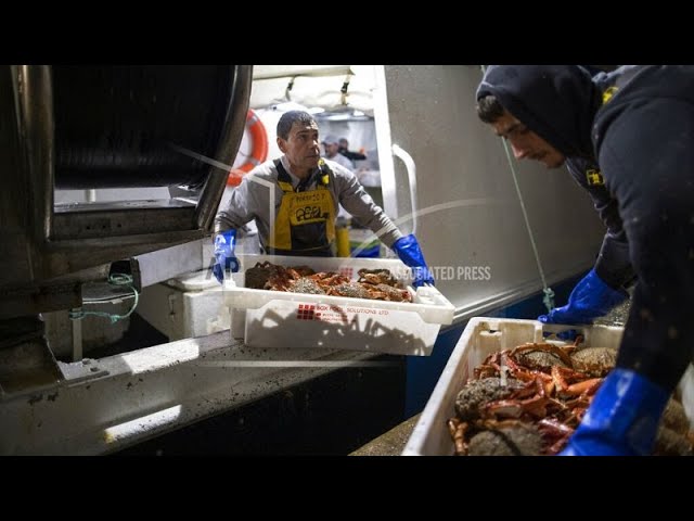 France : la pêche interdite à une catégorie de bateaux afin de préserver les dauphins