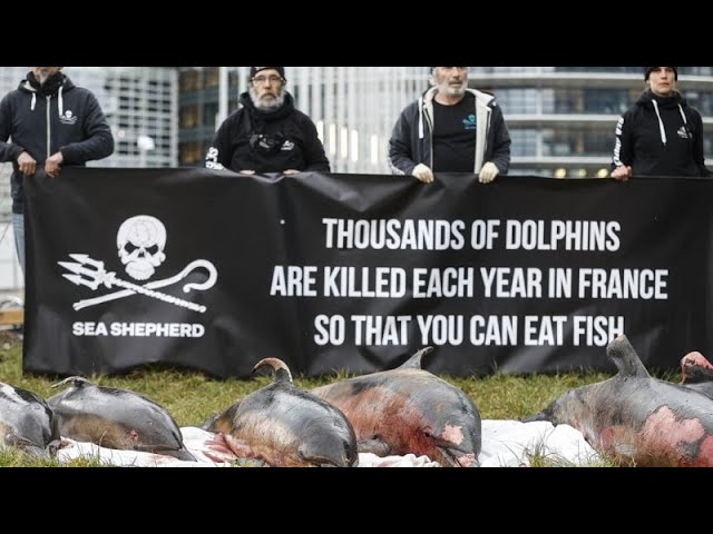 Delfinsterben: Vorübergehendes Fischereiverbot in Frankreich tritt in Kraft