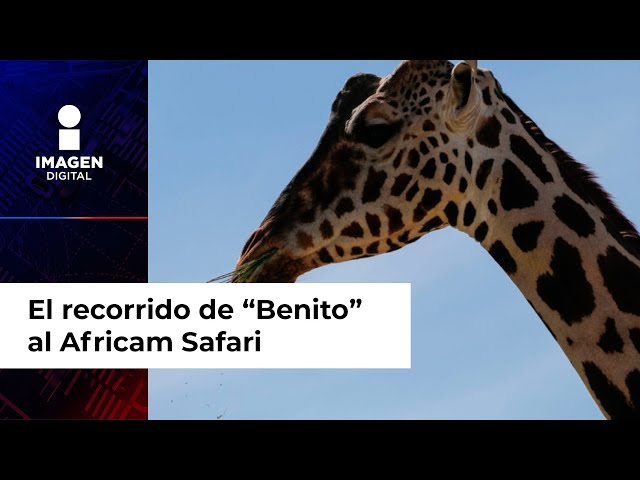 Jirafa ‘Benito’ hace parada en Durango; va rumbo a Africam Safari en Puebla