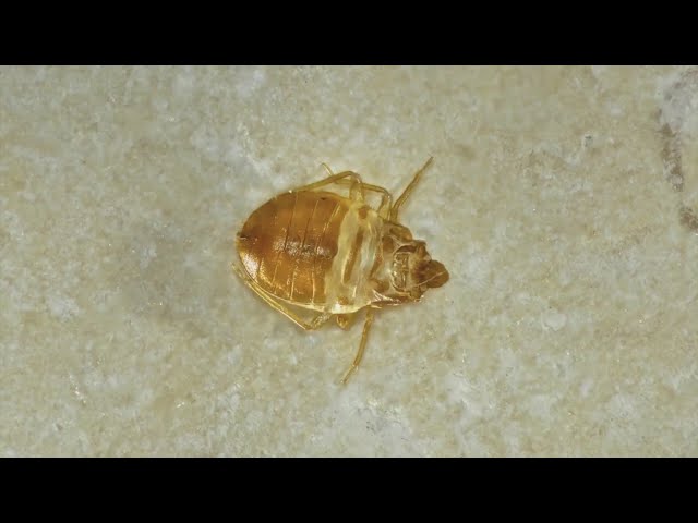 Bedbugs are getting worse in Denver