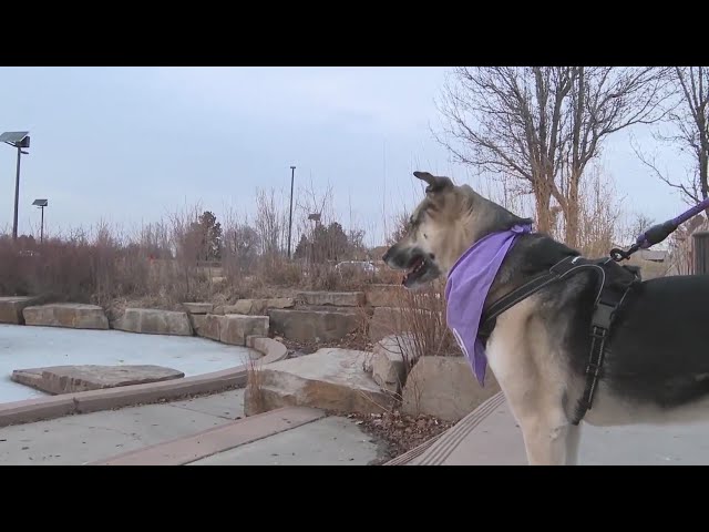 Dog owner helps guide pet to safety from icy Aurora pond