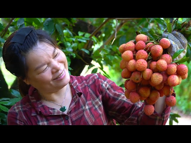 GLOBALink | Revitalizing ancient villages: How Baiqiao thrives with lychee industry