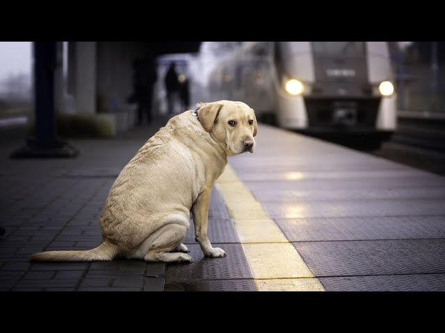 ‘Malicious rumour put up by cats’: Dogs make list of contributors to climate change