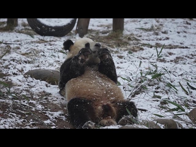 Cubs, brown panda delight in snow play