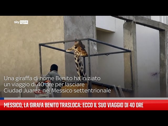 Messico, la giraffa Benito trasloca:  ecco il suo viaggio