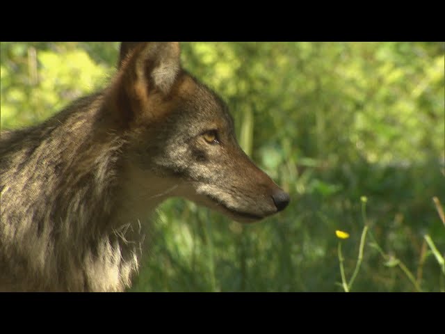 La semaine verte | Des coyotes et des fermes