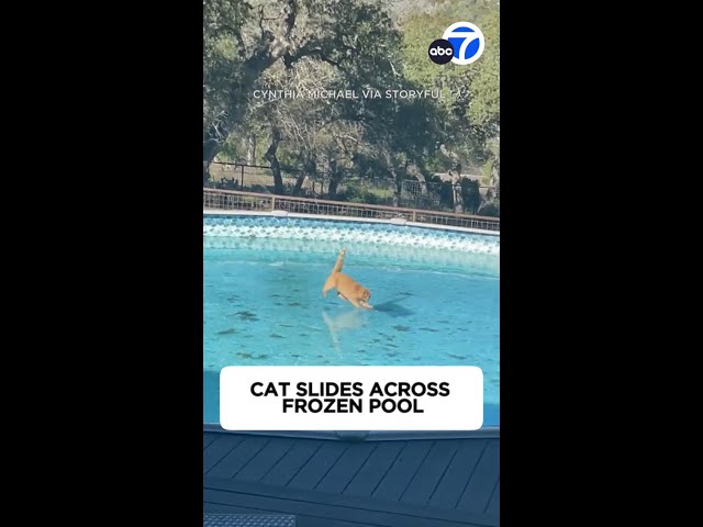 Cat slides across frozen pool in hilarious video