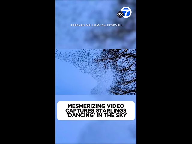 Mesmerizing video captures starlings 'dancing' in the sky