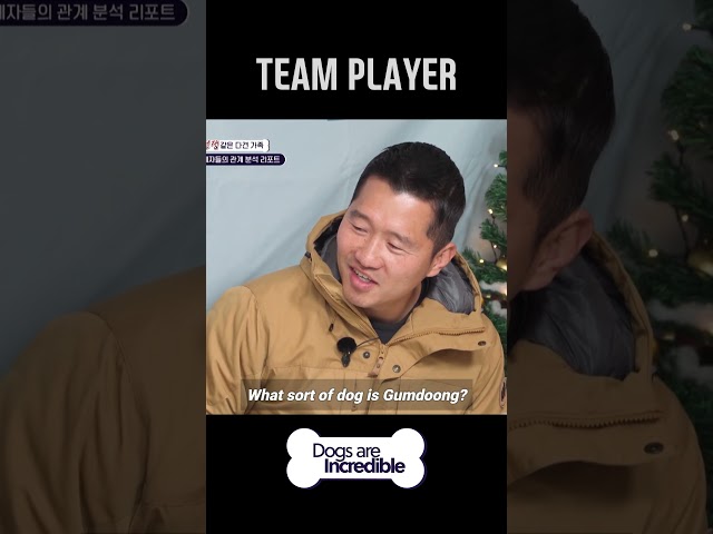 FOR THE BEST TEAM PLAYER  #Dogsareincredible #개는훌륭하다 #Ep203 | KBS WORLD TV 240123