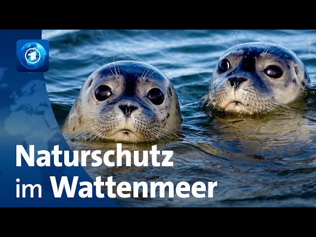 Wattenmeer: 50 Jahre Naturschutzgebiete