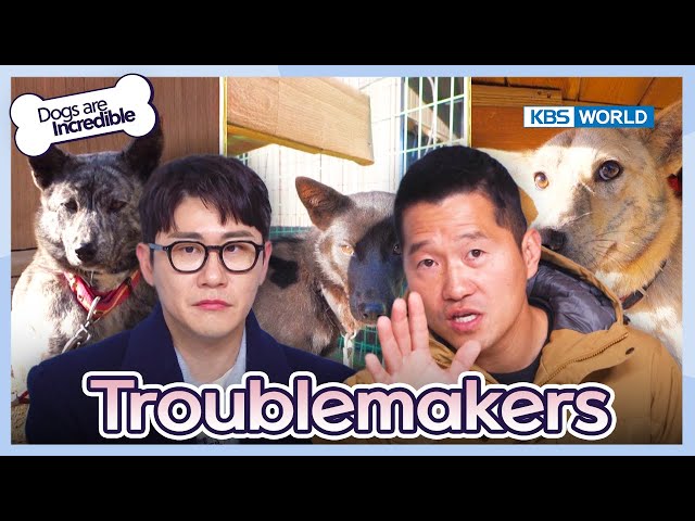 Troublemakers  [Dogs are incredible : EP.203-2] | KBS WORLD TV 240123