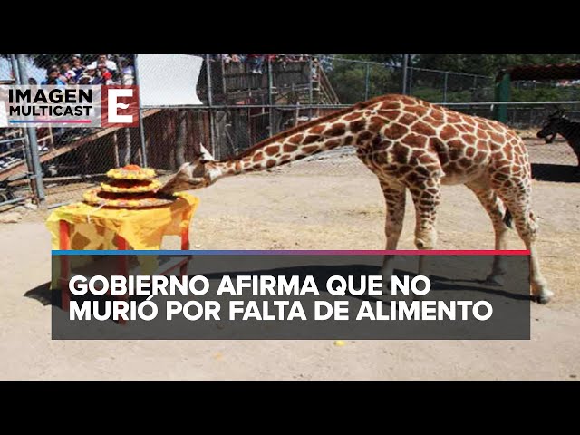 Jirafa Guga murió en un parque ecológico de Ecatepec