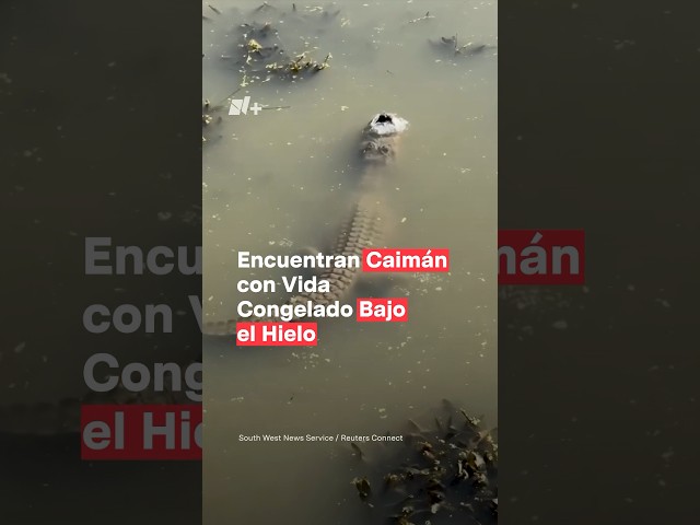 Encuentran caimán congelado bajo el hielo y con vida - N+ #caiman #internacional #nmas #shorts