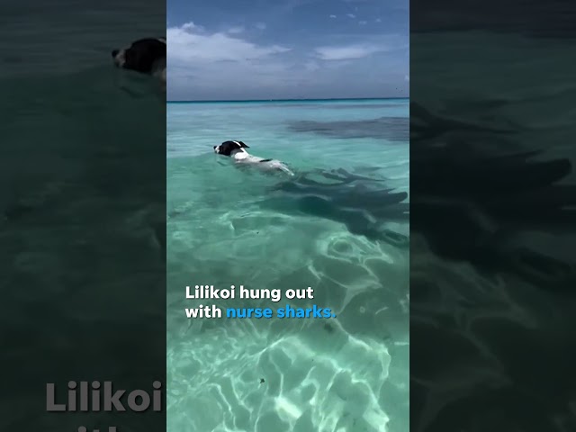 Fearless dog makes friends with nurse sharks during a swim in gorgeous French Polynesia #Shorts