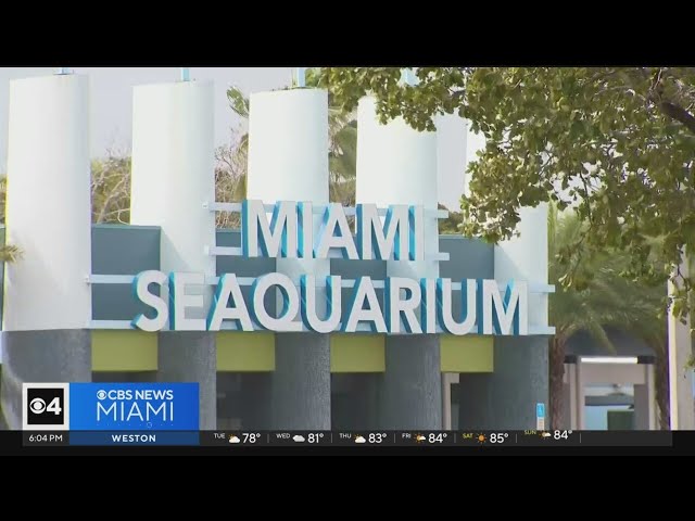 ⁣USDA says Miami Seaquarium operators in compliance after finding issues with animal care