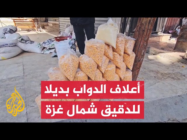 ⁣سكان شمال القطاع يلجأون إلى طحن الأعلاف لتوفير الغذاء في ظل منع الاحتلال دخول المساعدات