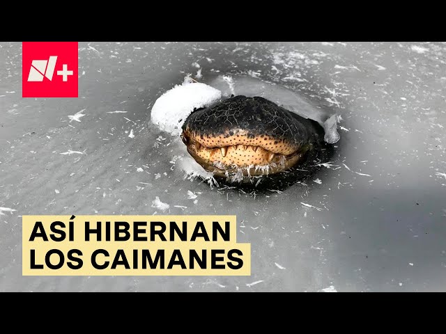 Encuentran caimán congelado bajo el hielo y con vida - N+