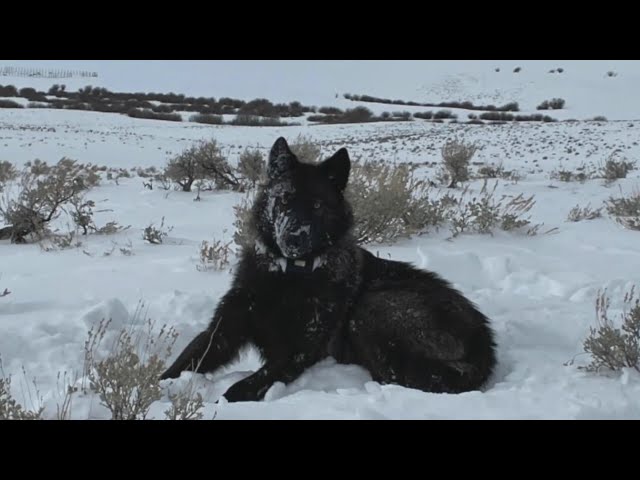 Colorado rancher wants solutions to wolf depredations