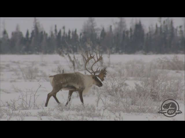 La semaine verte | Caribous du Nunavik en déclin