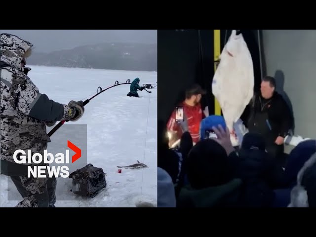 Catch of a lifetime: How 3 men ice fishing in Quebec reeled in a 109-pound Halibut