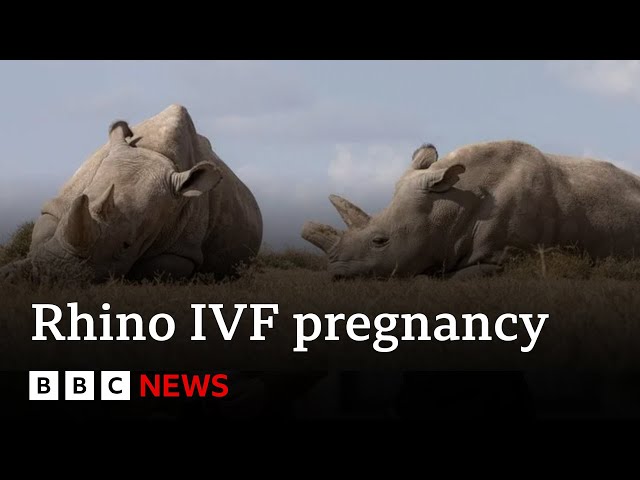 World's first IVF rhino pregnancy 'could save species' | BBC News