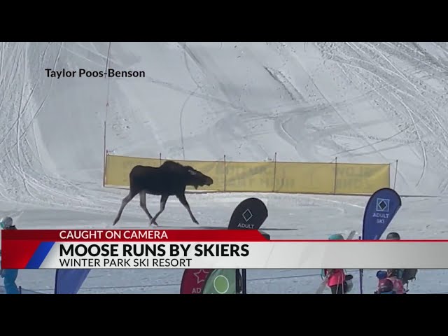 Moose runs by skiers at Winter Park