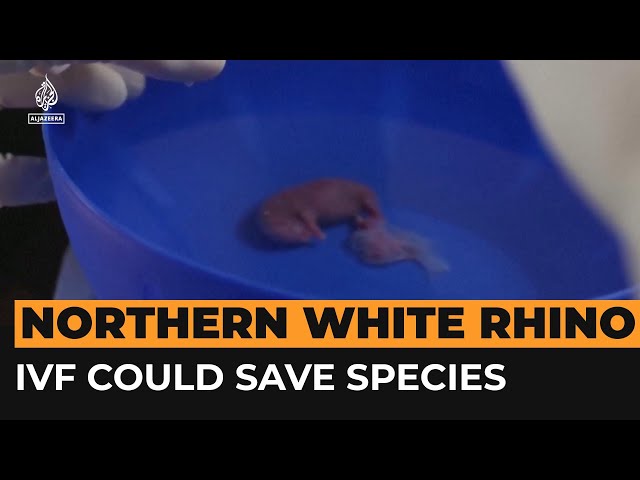 The world’s first IVF rhino pregnancy could save a species | Al Jazeera Newsfeed