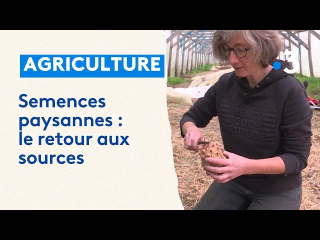 Retour aux sources avec les semences paysannes