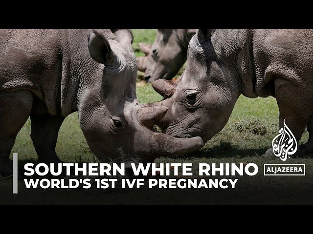 World's 1st IVF pregnancy in southern white rhino sparks hope for endangered northern white rhi