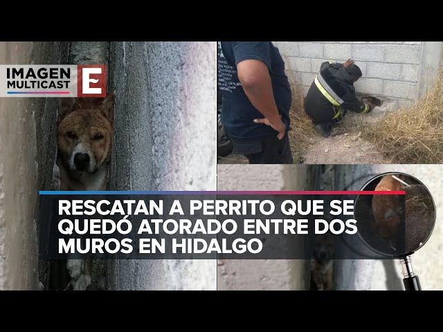 Perro se queda atrapado entre dos paredes por varias horas