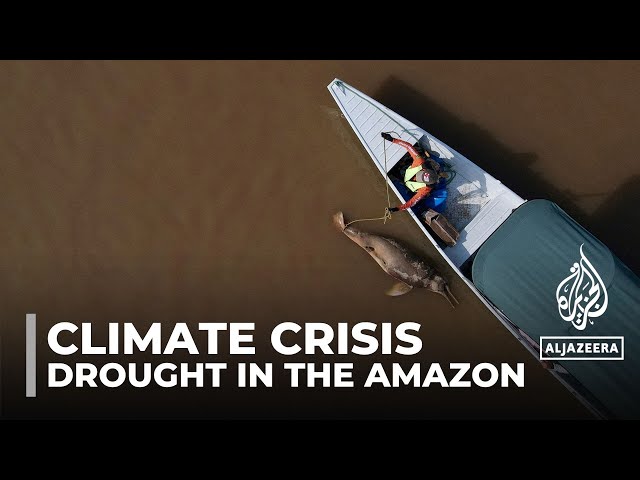 Drought in the Amazon: New study finds river basin faces severe dry spells