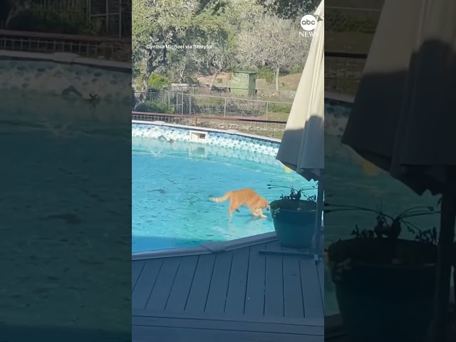 Gatito disfruta de piscina congelada en Texas