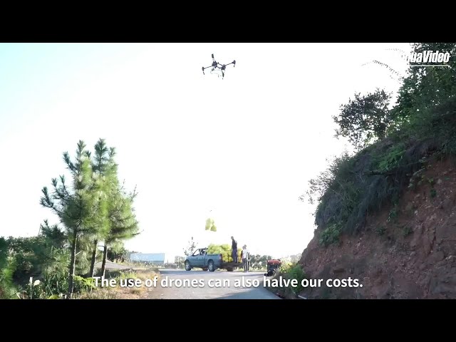 Harvest Revolution: drone technology breathes new life into pomelo orchards in east China