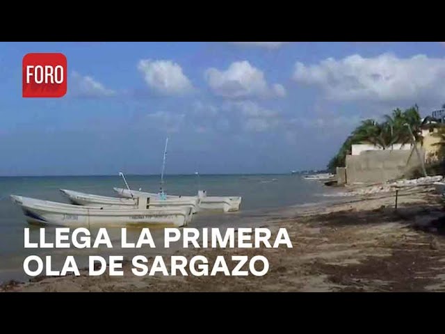 Exceso de sargazo afecta turismo en Yucatán - Noticias MX