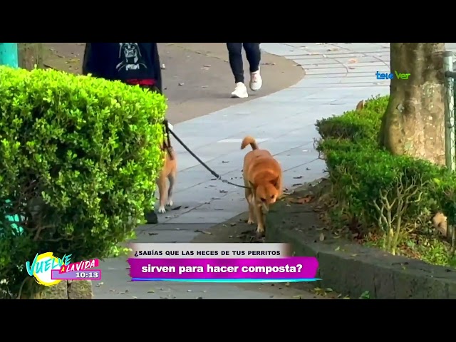 ¿Sabias que las heces de tus perritos sirve para la composta?