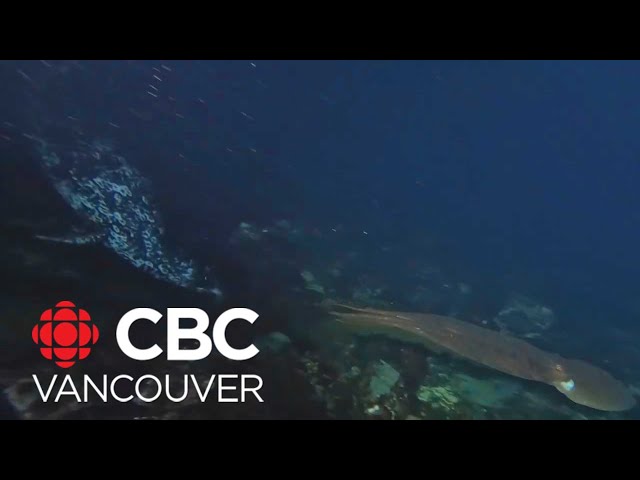 Diver captures aquatic battle between seal and octopus in B.C. waters